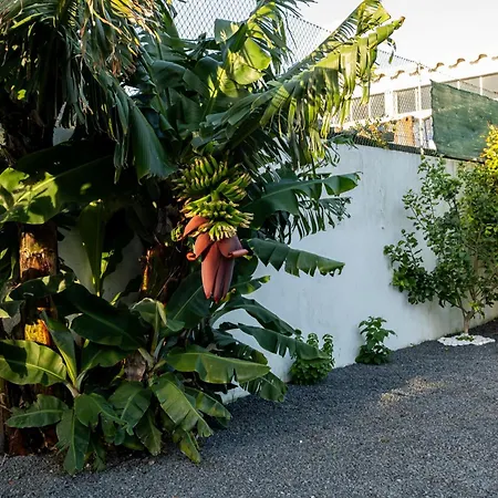 Azores Palmeira * 蓬塔德尔加达