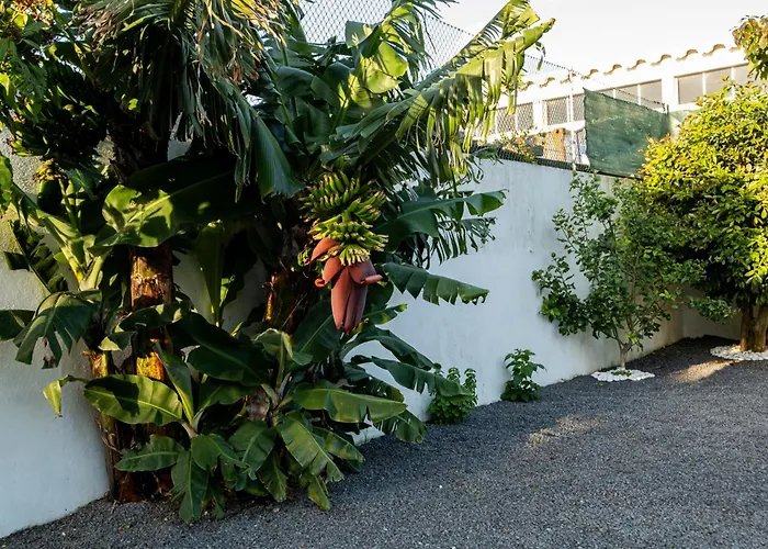 Azores Palmeira * Ponta Delgada